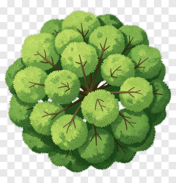 Top View Of A Tree PNG