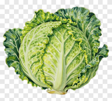 Fresh Green Cabbage PNG
