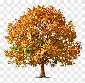 Autumn Maple Tree With Vibrant Leaves PNG