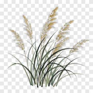 Chinese Style Reeds Illustration PNG
