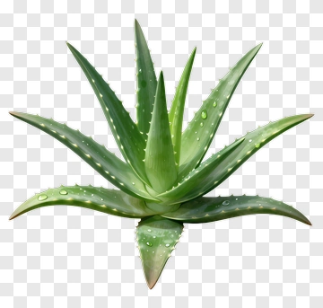 Aloe Vera Plant PNG