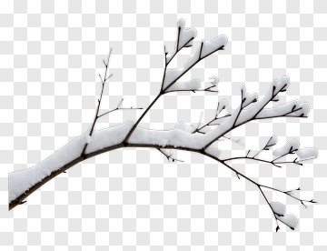 Snow Covered Branch PNG
