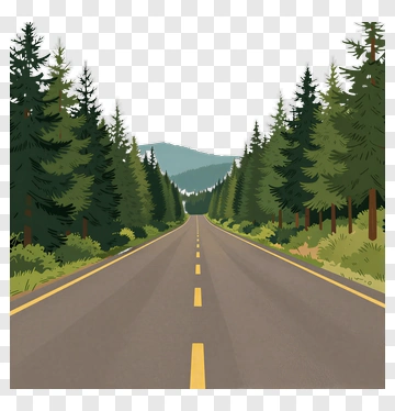 Forest Road Through Pine Trees PNG