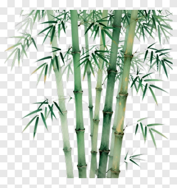 Bamboo With Green Leaves PNG