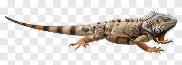 Iguanas PNG