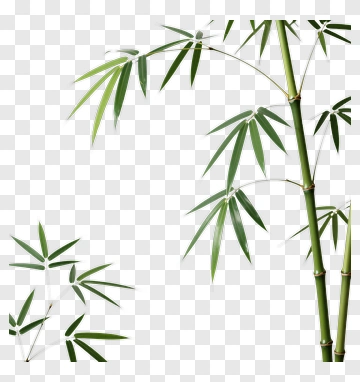 Bamboo Stalk And Leaves PNG