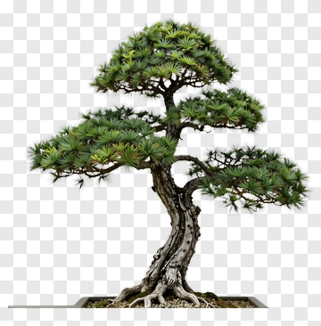 Bonsai Pine Tree PNG