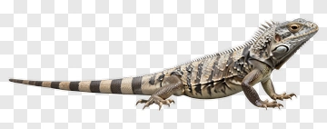 Iguana With Striped Tail PNG