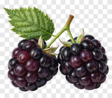 Two Blackberries With Leaf PNG