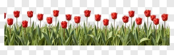 Red Tulips In Green Grass PNG