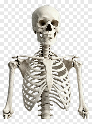Human Skeleton Model PNG