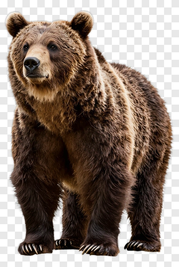 Brown Bear Standing On Rock PNG