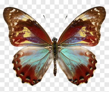 Butterfly With Vibrant Wing Patterns PNG