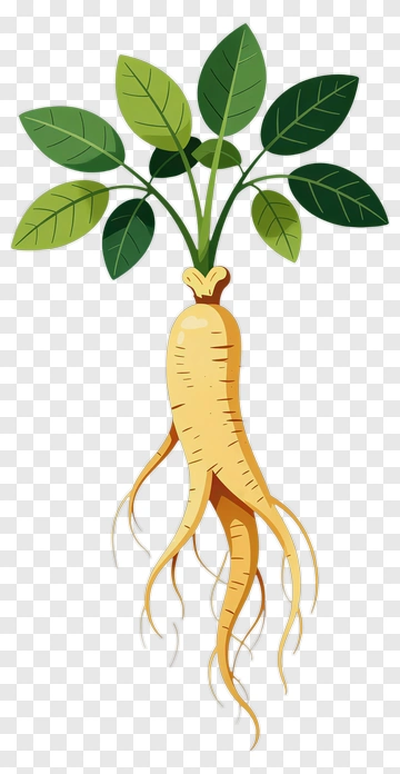 Ginseng Plant Illustration PNG