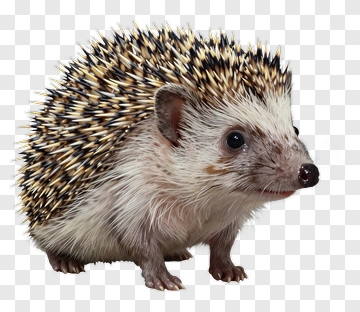 Hedgehog With Spines PNG