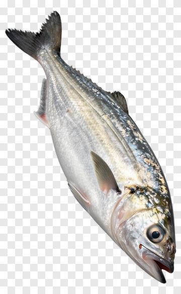 Fresh Fish PNG