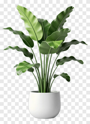 Bird Of Paradise Plant In White Pot PNG