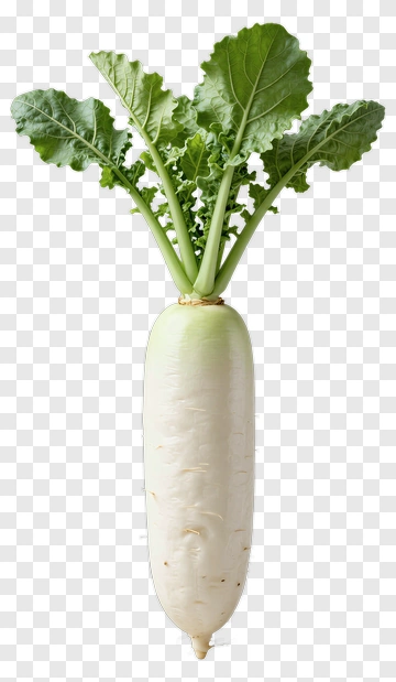 Fresh Radish With Green Leaves PNG