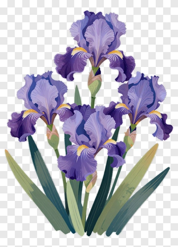 Purple Iris Flower Bouquet PNG