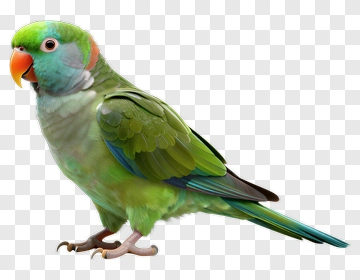 Green Parrot With Orange Beak PNG