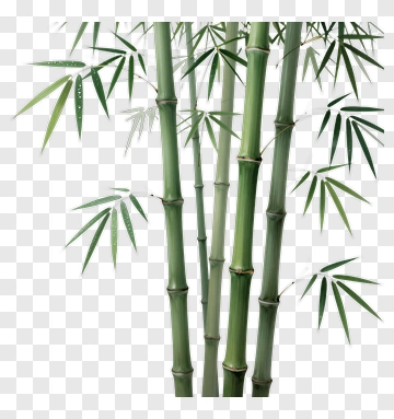 Bamboo PNG