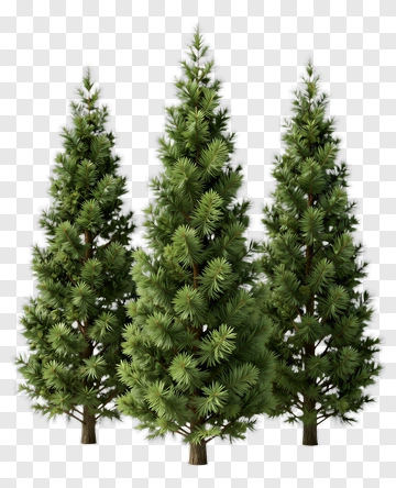 Three Pine Trees PNG