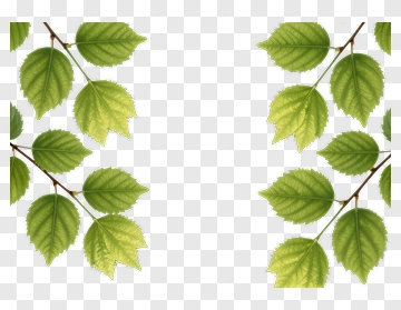 Green Leaves On Branch PNG