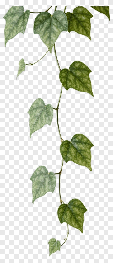 Green Vine With Heart-Shaped Leaves PNG
