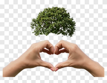 Hands Forming Heart Around Tree PNG
