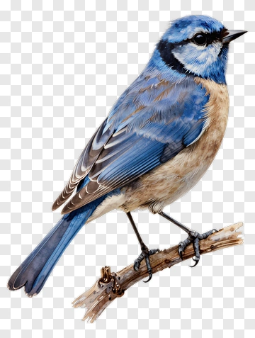 Blue Tit Perched On Branch PNG
