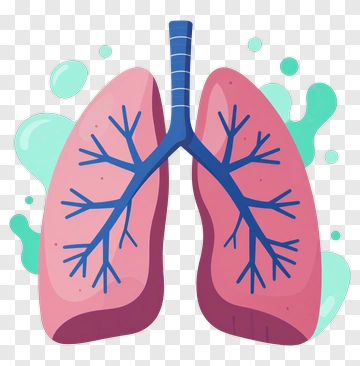 Illustration Of Human Lungs PNG