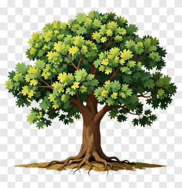 Lush Tree With Full Canopy PNG