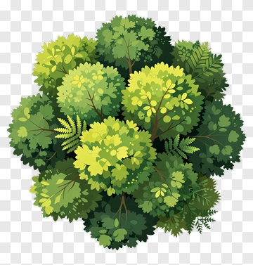 Top View Of A Dense Green Tree Cluster PNG