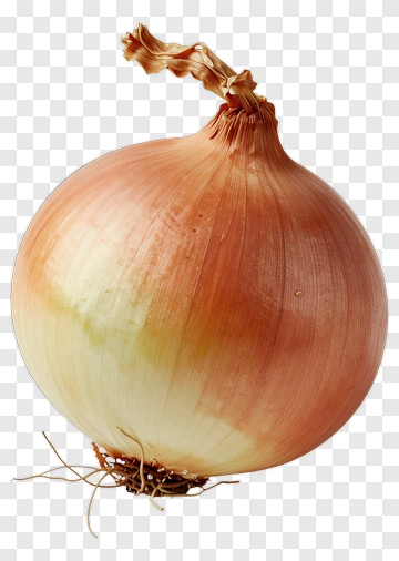 Fresh Onion PNG