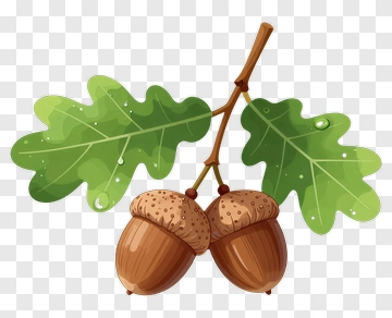 Two Acorns With Oak Leaves PNG