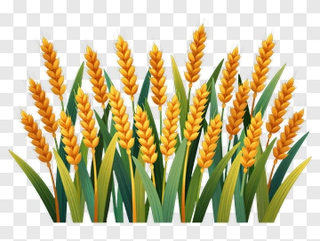 Golden Wheat Plants PNG