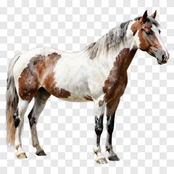 Watercolor Horse PNG