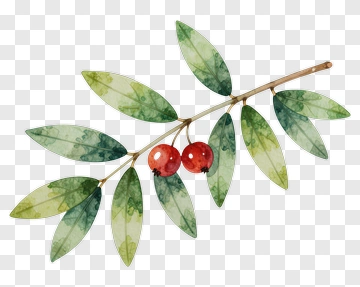 Branch With Leaves And Berries PNG