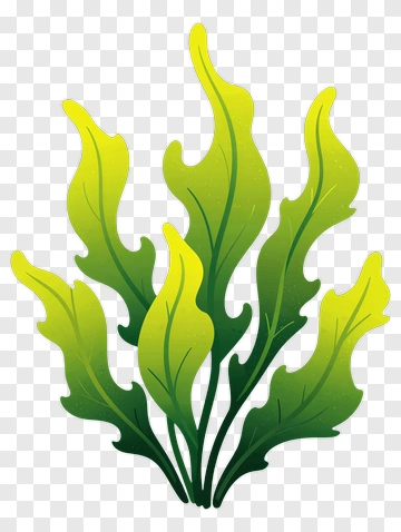 Seaweed Plant Illustration PNG