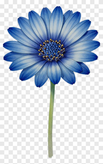 Blue Daisy Flower PNG