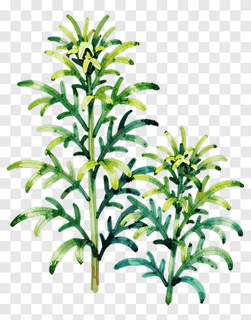 Watercolor Herb Plant PNG