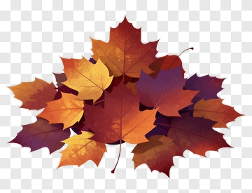 Autumn Leaves In Warm Colors PNG