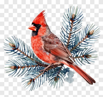 Red Cardinal On Pine Branch PNG