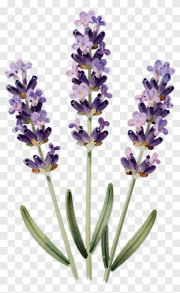 Lavender Flowers Watercolor Illustration PNG