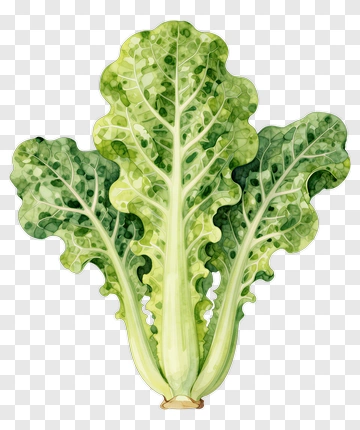 Watercolor Illustration Of Lettuce PNG