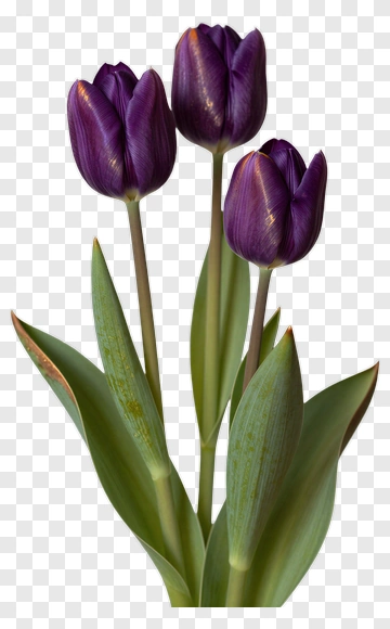 Purple Tulip With Green Leaves PNG