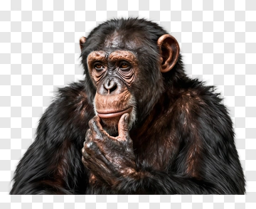 Chimpanzee With Thoughtful Expression PNG