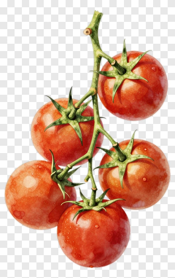 Cluster Of Red Tomatoes On Vine PNG