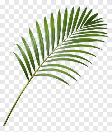 Palm Leaf PNG