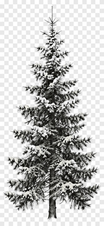 Hand Drawn Pine Tree PNG